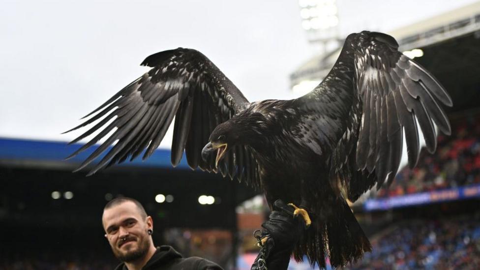 Animal rights group asks Crystal Palace to retire eagle mascot